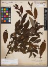 Foto von Salix aurita L.